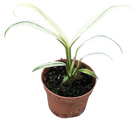 Amplissimum White Variegata