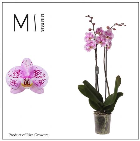 Phalaenopsis Amoer 2 Spike - 12cm | Mimesis