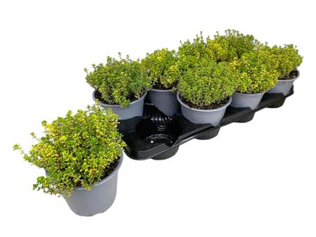 Thymus Citriodorus Aureus.
