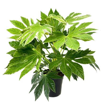 Fatsia Japonica Spider Web