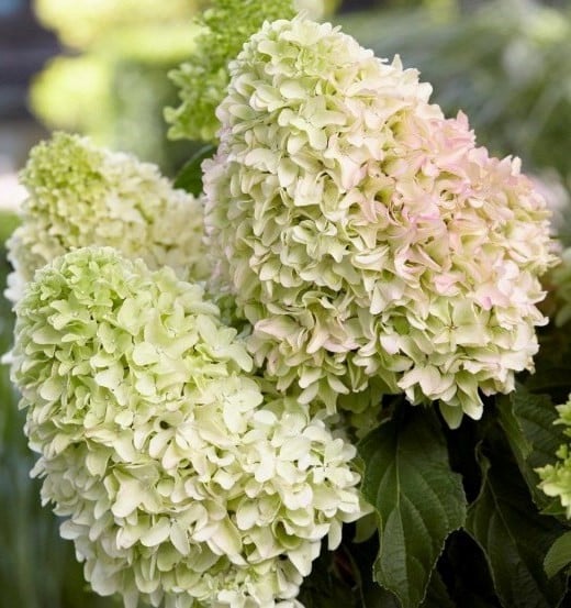 Гортензия метельчатая Литл Фреско