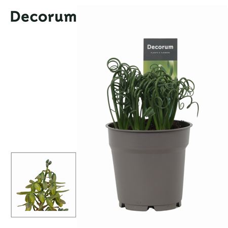 Albuca Spiralis Frizzle Sizzle (decorum)