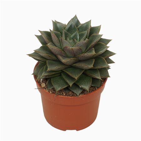 Echeveria Chinensis