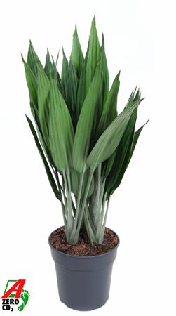 Dracaena Thaliodes