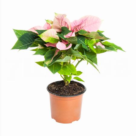 Пуансеттия Розовая