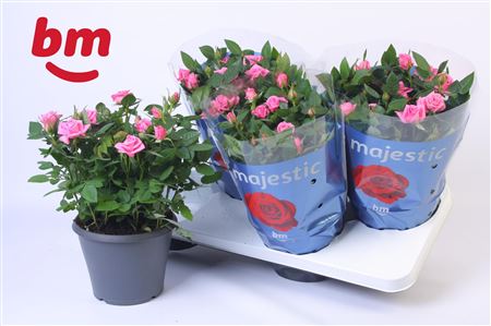 Rosa Jewel Patio Sparkling (bm)