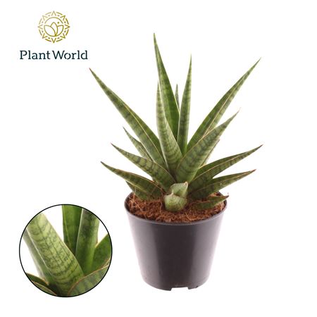 Sansevieria Blue Dancing Queen