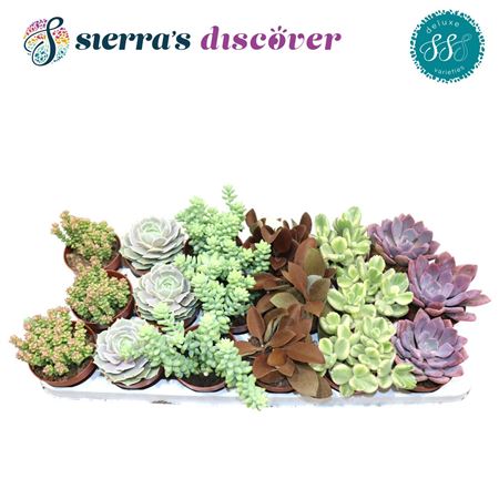 Sierra's® - Sevilla Succulents Mix (luxe)