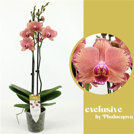 Phal 2st Pirate Picotee 18+ (phalaenova)