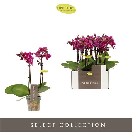 Phal Mini 2st Violet Queen 10+ (opti)