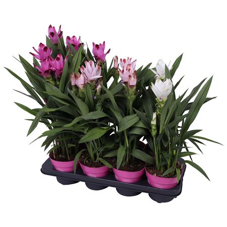 Curcuma Mix 4+