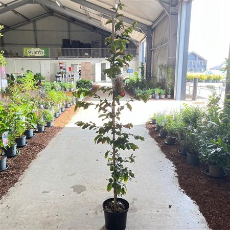 Parrotia Persica Vanessa на палочке