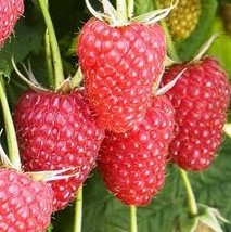 Малина садовая Атлант (в тубе)