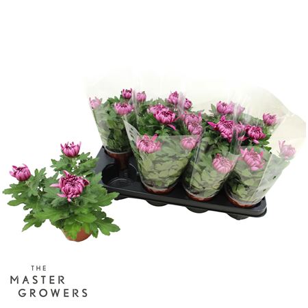 Chrys Deco Cosmo Purple 3pp