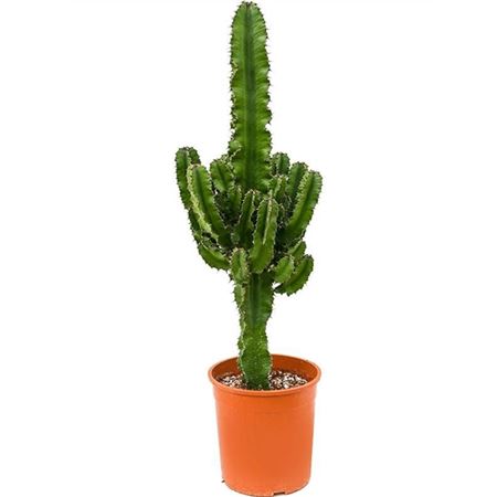 Euphorbia Erytrea