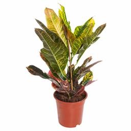 Кодиеум Экселент