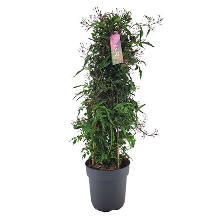 Jasminum Passion Dark Pink Pyramid 500+