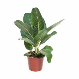 Фикус бенгаленсис Одри