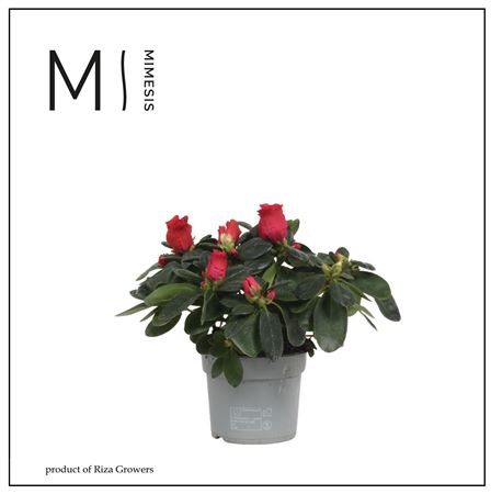 Azalea Red (mimesis)
