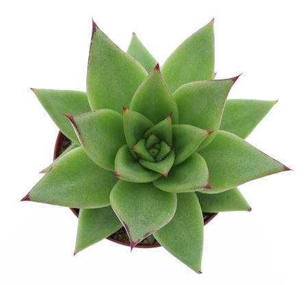 Echeveria Ebony