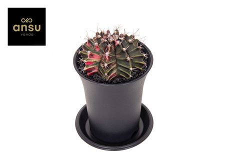 Gymno Bicolor