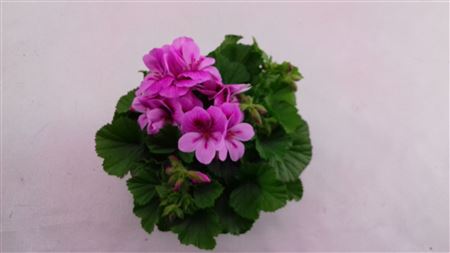Pelargonium Grandi Regalia Lavendel