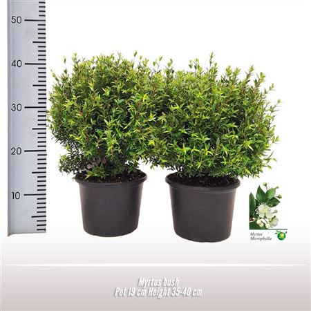 Myrtus Communis Bush