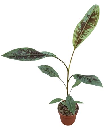 Musa Acuminata Zebrina