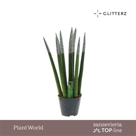 Sansevieria Velvet Touchz® Eco Glitterz Zilver
