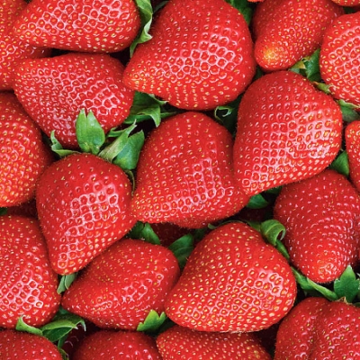 Земляника Дестини