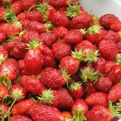 Земляника Золушка