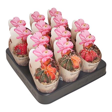 Gymnocalycium Mihanovichii Variegato Potcover