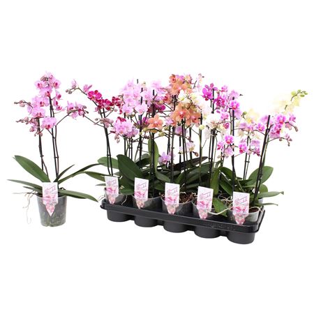 Phal Multi 2st Mix 22+ (pannekoek)