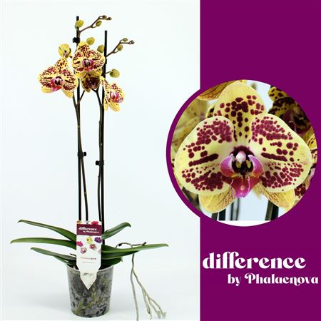 Phal 2st Mariola 18+ (phalaenova)