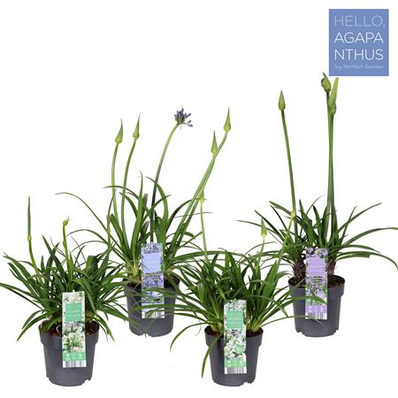 Agapanthus Mix