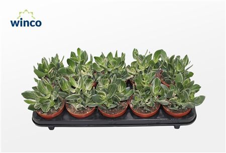 Crassula Ovata Variegata