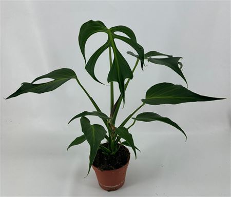 Monstera Burle Marx Flame