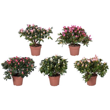 Azalea Mix Spring