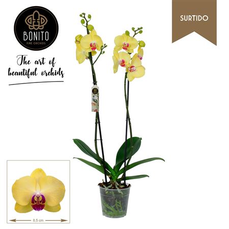 Phal. Surtido - Miraflor 3-tak