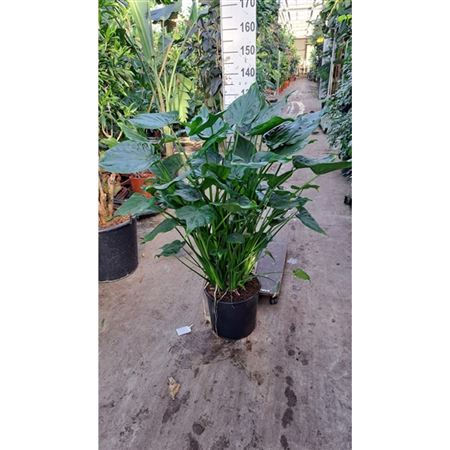 Alocasia Cucullata On Stem