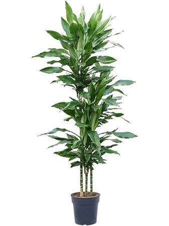 Drac Burundii 90-60-30