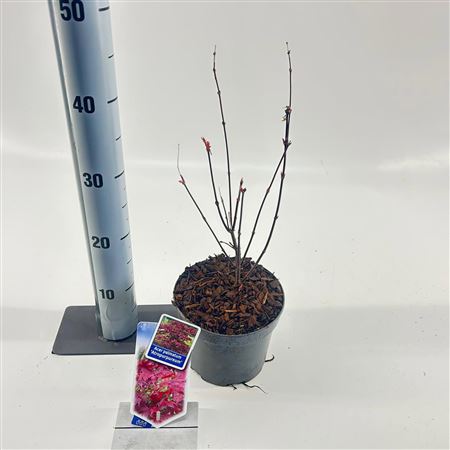 Acer Palm Atropurpureum