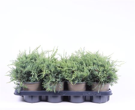 Juniperus X Pfitzeriana Pfitzeriana Glauca