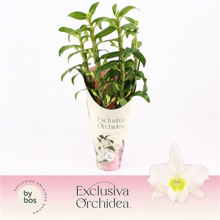 Dendr Nob 4st Apollon Potcover Exclusiva Orchidea