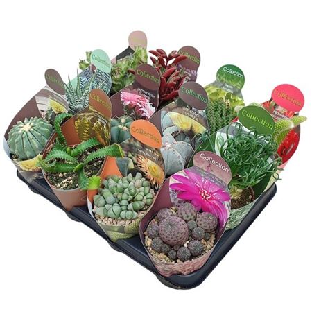 Cactus And Succulents Mix Potcover