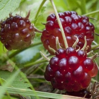 Княженика обыкновенная Элпе | Оптовая цветочная компания «Флора Групп» Княженика обыкновенная Элпе