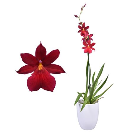 Cambria 1st Nelly Isler Red Velvet In White Cerami