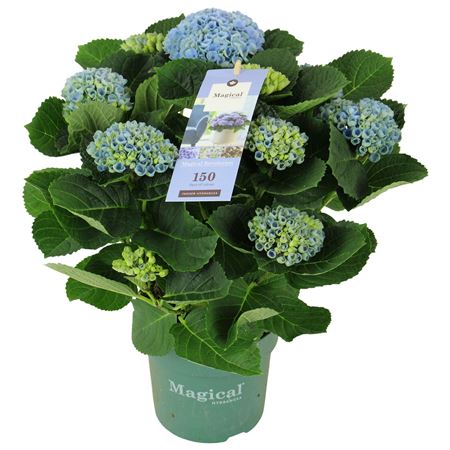 Hydrangea Ma Magical Revolution Blue 7+
