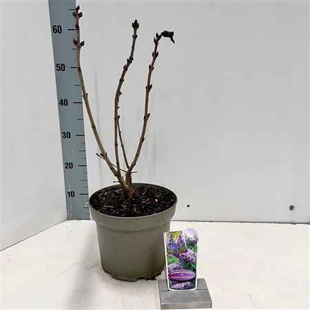 Syringa Vulg Katherine Havemeyer