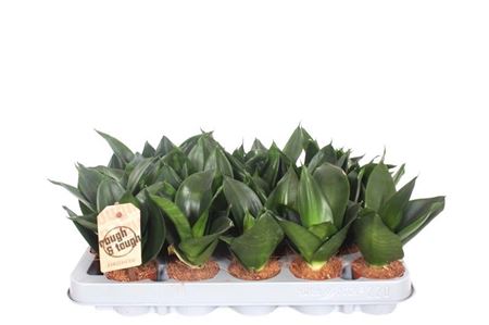 Sansevieria Jade Hahnii